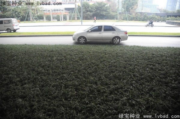 麥冬草<a href='http://m.gz5835.com/' target='_blank'>種子</a>