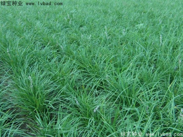 <a href='http://m.gz5835.com/linmuzhongzi/1695.html' target='_blank'>麥冬草</a><a href='http://m.gz5835.com/' target='_blank'>種子</a>