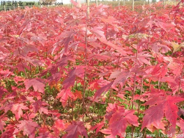 紅楓<a href='http://m.gz5835.com/' target='_blank'>種子</a>