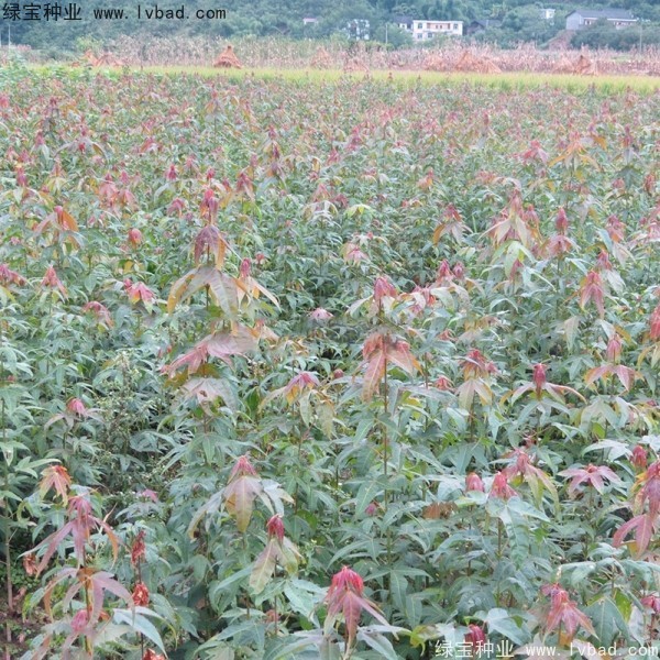 青楓<a href='http://m.gz5835.com/' target='_blank'>種子</a>