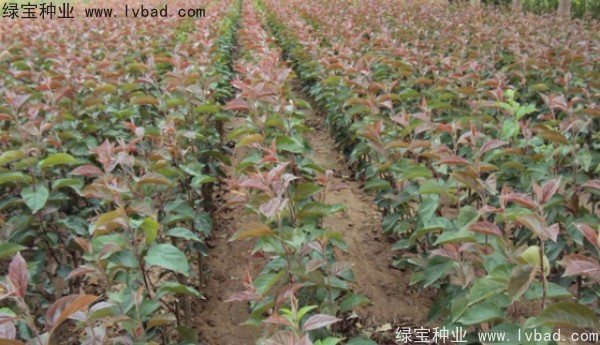 <a href='http://m.gz5835.com/linmuzhongzi/1766.html' target='_blank'>海棠種子</a>