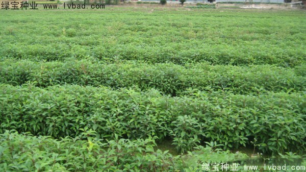 香樟樹<a href='http://m.gz5835.com/' target='_blank'>種子</a> 香樟樹<a href='http://m.gz5835.com/' target='_blank'>種子</a>