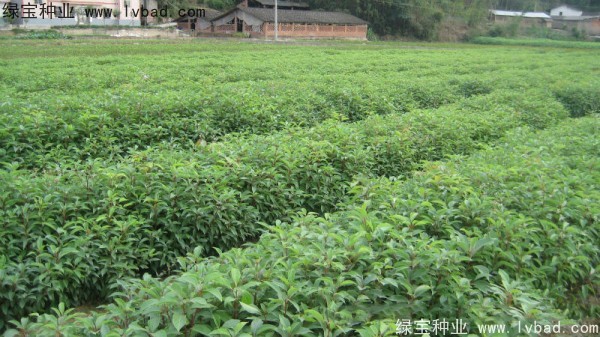 香樟樹種子 香樟樹種子