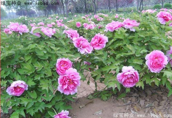 <a href='http://m.gz5835.com/linmuzhongzi/1785.html' target='_blank'>牡丹種子</a>