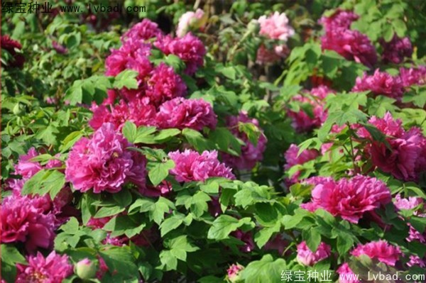 <a href='http://m.gz5835.com/linmuzhongzi/1785.html' target='_blank'>牡丹種子</a>