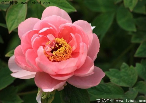 牡丹<a href='http://m.gz5835.com/' target='_blank'>種子</a>