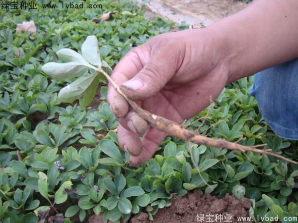 <a href='http://m.gz5835.com/linmuzhongzi/1830.html' target='_blank'>芍藥種子</a>