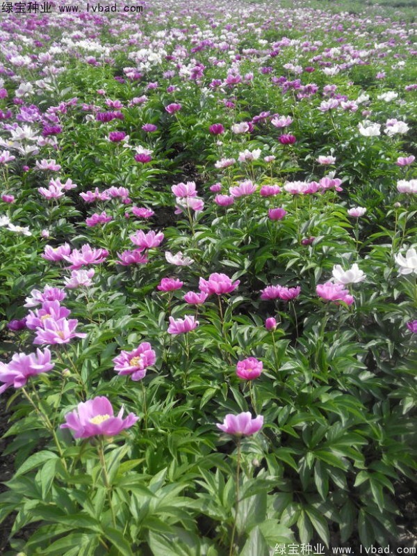 <a href='http://m.gz5835.com/linmuzhongzi/1830.html' target='_blank'>芍藥種子</a>