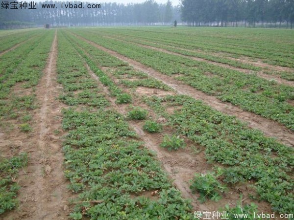 <a href='http://m.gz5835.com/linmuzhongzi/1830.html' target='_blank'>芍藥種子</a>