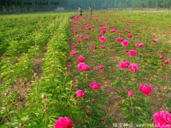 芍藥<a href='http://m.gz5835.com/' target='_blank'>種子</a>