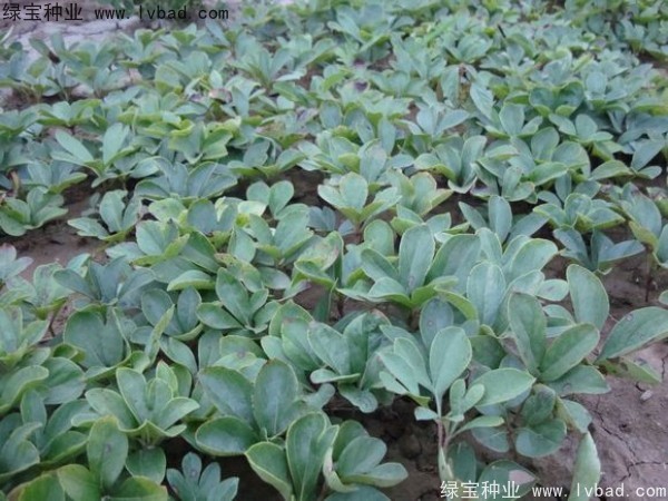 芍藥<a href='http://m.gz5835.com/' target='_blank'>種子</a>