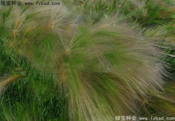 <a href='http://m.gz5835.com/caohuazhongzi/1055.html' target='_blank'>狗尾草</a><a href='http://m.gz5835.com/' target='_blank'>種子</a>