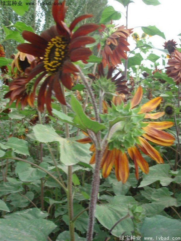 觀賞<a href='http://m.gz5835.com/caohuazhongzi/97271.html' target='_blank'>向日葵</a><a href='http://m.gz5835.com/' target='_blank'>種子</a>