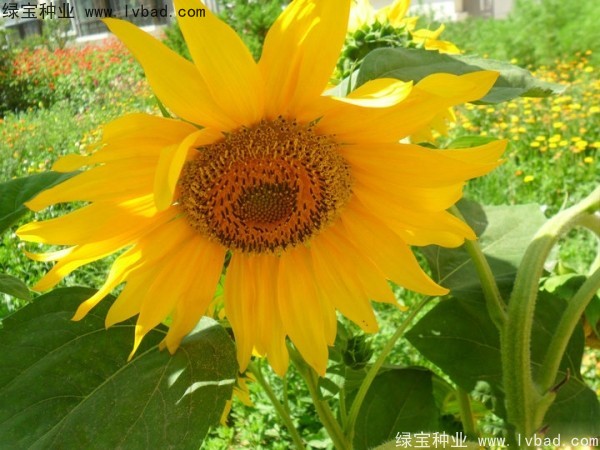 觀賞<a href='http://m.gz5835.com/caohuazhongzi/97271.html' target='_blank'>向日葵</a>種子