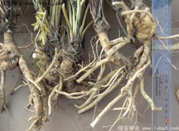 <a href='http://m.gz5835.com/yaocaizhongzi/2349.html' target='_blank'>防風(fēng)種子</a>