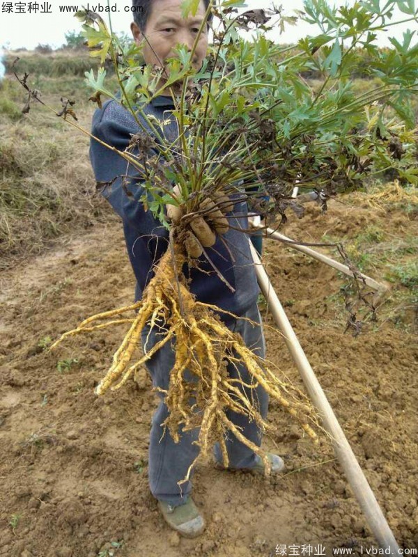 防風(fēng)<a href='http://m.gz5835.com/' target='_blank'>種子</a>