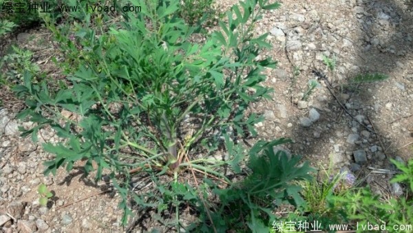 <a href='http://m.gz5835.com/yaocaizhongzi/2349.html' target='_blank'>防風(fēng)種子</a>