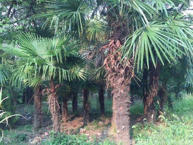 <a href='http://m.gz5835.com/linmuzhongzi/1727.html' target='_blank'>棕櫚</a>樹