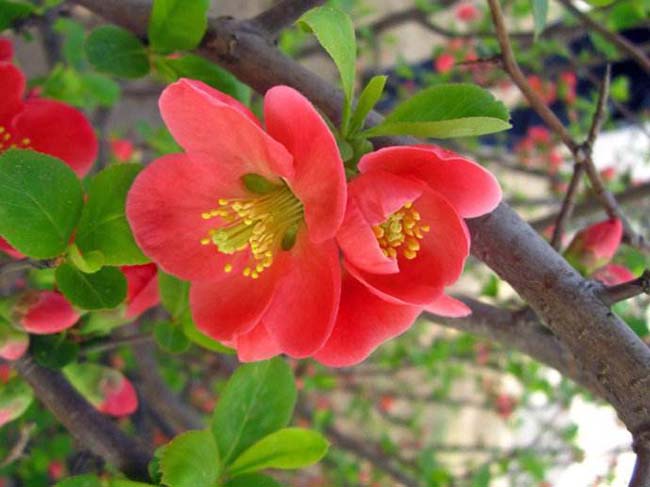 <a href='http://m.gz5835.com/dibeiguanmu/3440.html' target='_blank'>貼梗海棠</a>