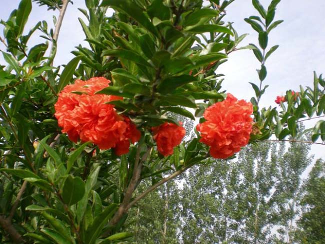 <a href='http://m.gz5835.com/xingdaoshu/3364.html' target='_blank'>石榴樹</a> <a href='http://m.gz5835.com/xingdaoshu/3364.html' target='_blank'>石榴樹</a>