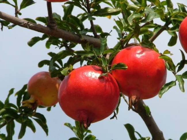 <a href='http://m.gz5835.com/xingdaoshu/3364.html' target='_blank'>石榴樹</a> <a href='http://m.gz5835.com/xingdaoshu/3364.html' target='_blank'>石榴樹</a>