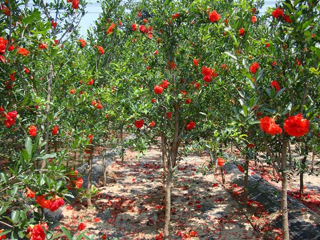 <a href='http://m.gz5835.com/xingdaoshu/3364.html' target='_blank'>石榴樹</a> <a href='http://m.gz5835.com/xingdaoshu/3364.html' target='_blank'>石榴樹</a>