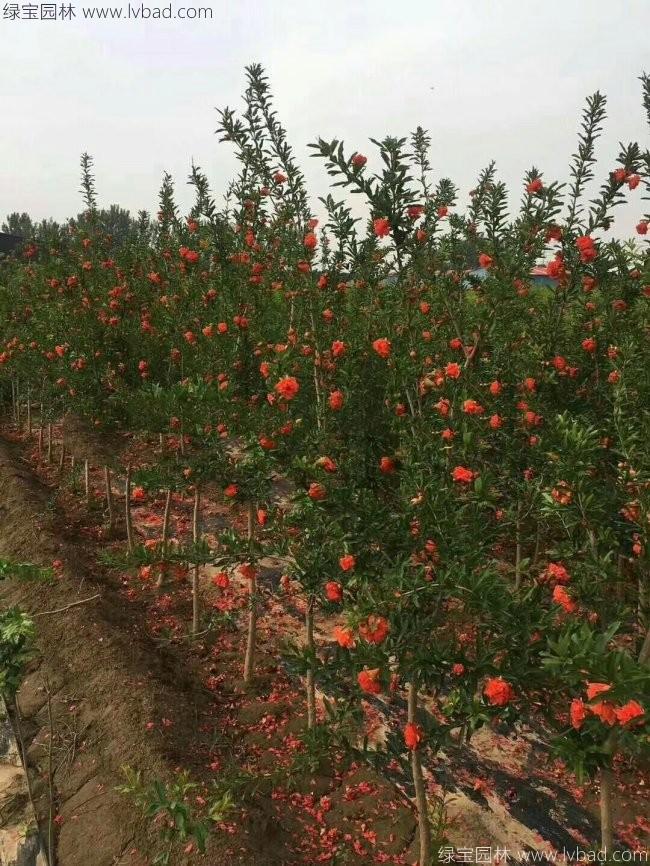 石榴樹 石榴樹