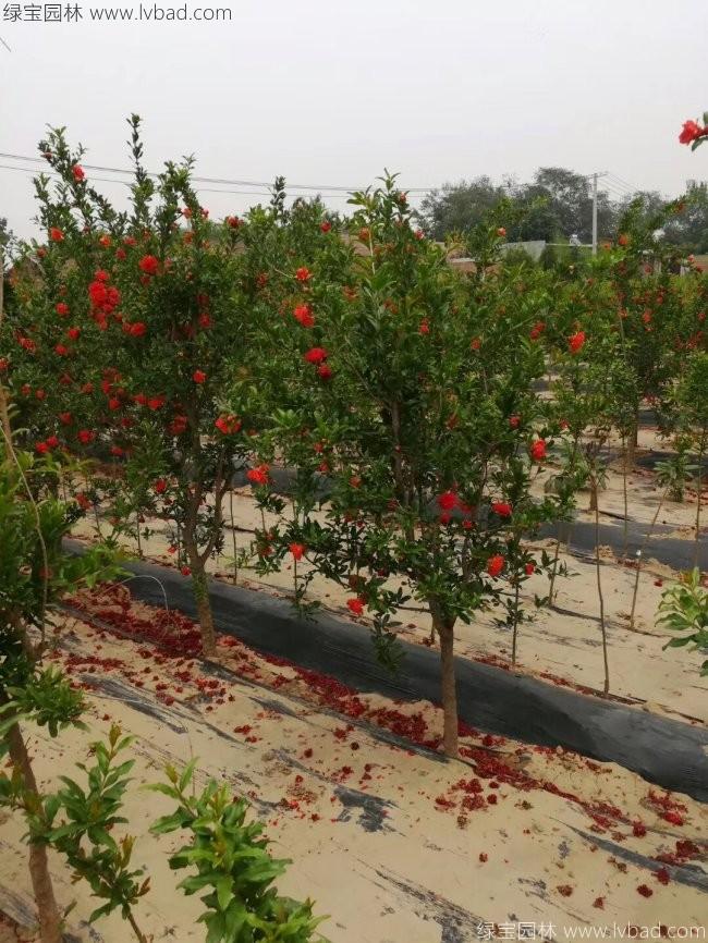 石榴樹 石榴樹