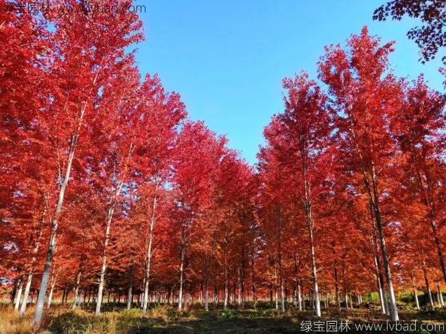 美國(guó)<a href='http://m.gz5835.com/linmuzhongzi/1706.html' target='_blank'>紅楓</a>