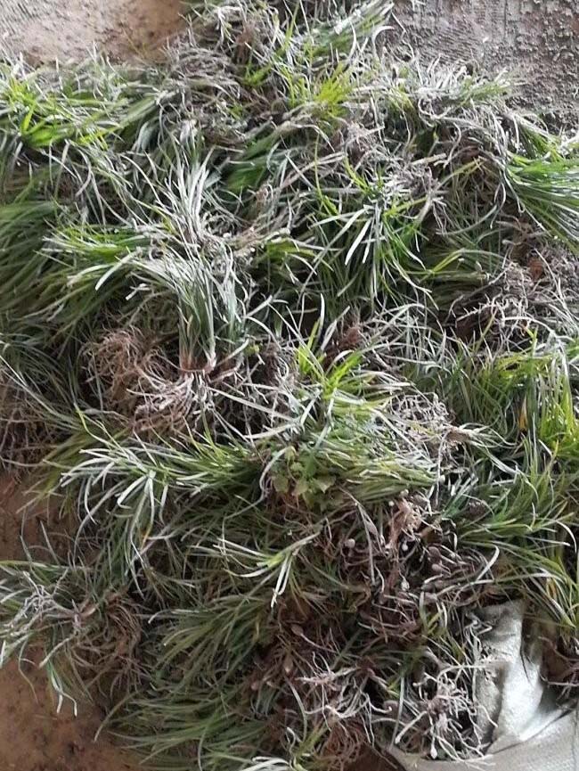 細(xì)葉<a href='http://m.gz5835.com/linmuzhongzi/1695.html' target='_blank'>麥冬草</a>