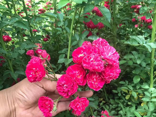 <a href='http://m.gz5835.com/linmuzhongzi/1702.html' target='_blank'>薔薇</a>花