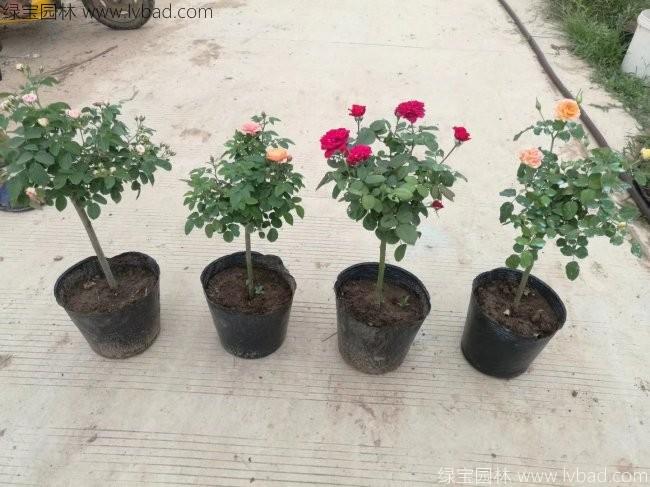 <a href='http://m.gz5835.com/tengbenpanyuanzhiwu/7437.html' target='_blank'>月季樹</a>