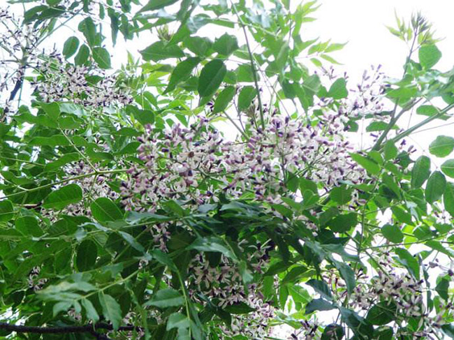 <a href='http://m.gz5835.com/linmuzhongzi/1725.html' target='_blank'>苦楝</a>樹(shù)