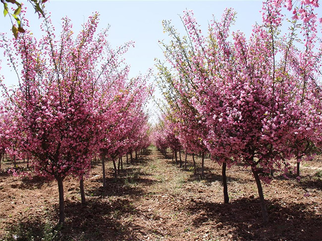 垂絲<a href='http://m.gz5835.com/linmuzhongzi/1766.html' target='_blank'>海棠</a>