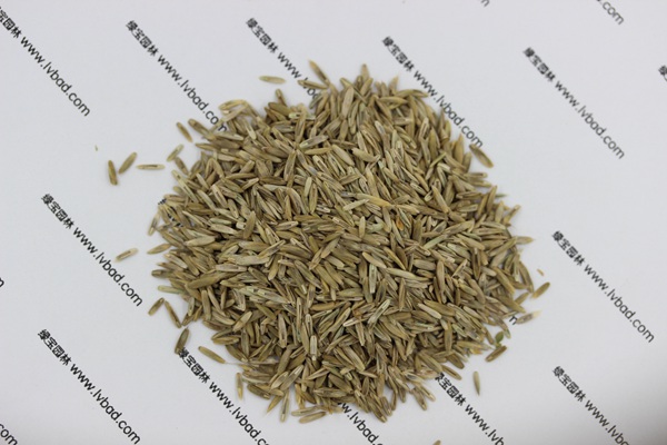 <a href='http://m.gz5835.com/caopingzhongzi/1678.html' target='_blank'>一年生黑麥草種子</a> <a href='http://m.gz5835.com/caopingzhongzi/1678.html' target='_blank'>一年生黑麥草</a><a href='http://m.gz5835.com/' target='_blank'>種子</a>