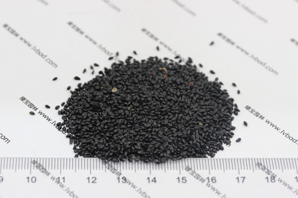 耬斗菜<a href='http://m.gz5835.com/' target='_blank'>種子</a>