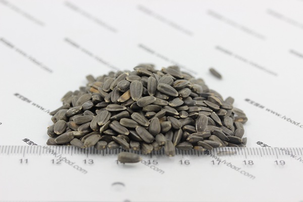 觀賞<a href='http://m.gz5835.com/caohuazhongzi/97271.html' target='_blank'>向日葵種子</a>