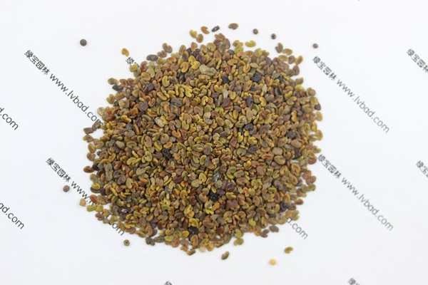 <a href='http://m.gz5835.com/mucaozhongzi/1694.html' target='_blank'>紫云英</a><a href='http://m.gz5835.com/' target='_blank'>種子</a>