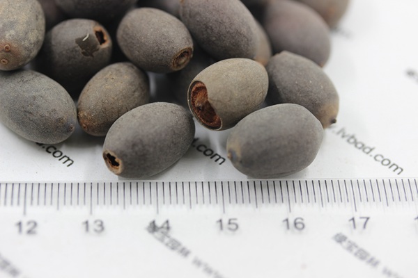 <a href='http://m.gz5835.com/caohuazhongzi/1059.html' target='_blank'>荷花種子</a>