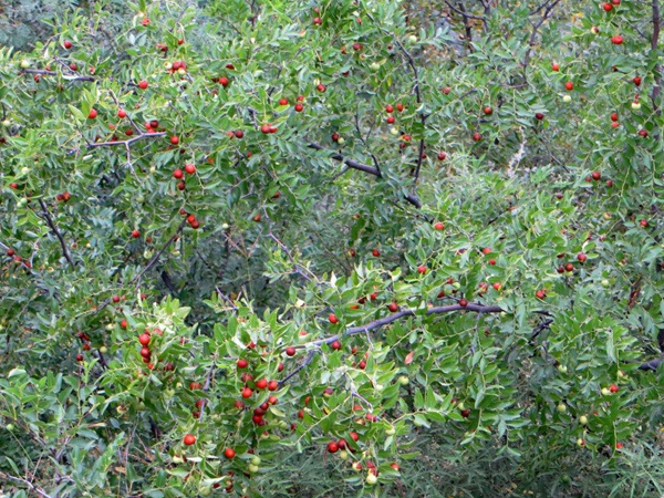 酸棗<a href='http://m.gz5835.com/' target='_blank'>種子</a>