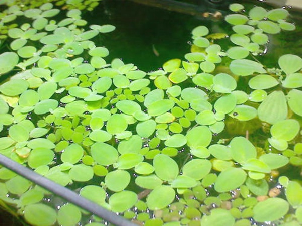 <a href='http://m.gz5835.com/shuicaozhongzi/1861.html' target='_blank'>水浮萍</a>