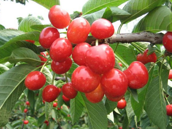 <a href='http://m.gz5835.com/guoshuzhongzi/1888.html' target='_blank'>櫻桃</a>