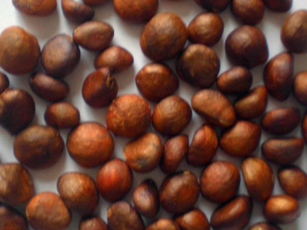 枇杷<a href='http://m.gz5835.com/' target='_blank'>種子</a>