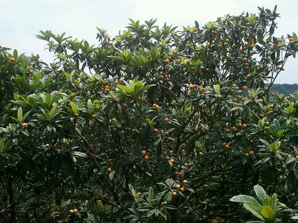 <a href='http://m.gz5835.com/guoshuzhongzi/1886.html' target='_blank'>枇杷種子</a>