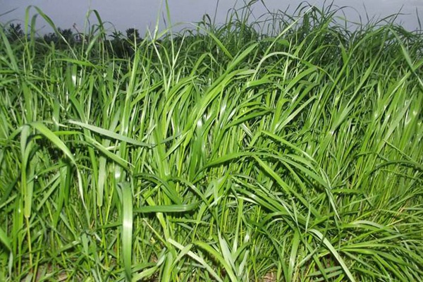 一年生<a href='http://m.gz5835.com/caopingzhongzi/1666.html' target='_blank'>黑麥草</a> 一年生黑麥草