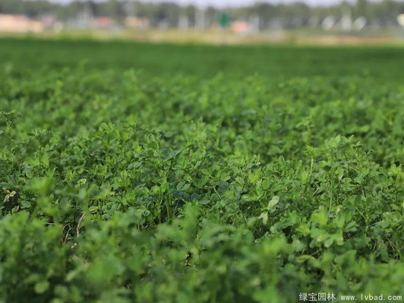 紫花苜蓿種植農(nóng)場(chǎng)
