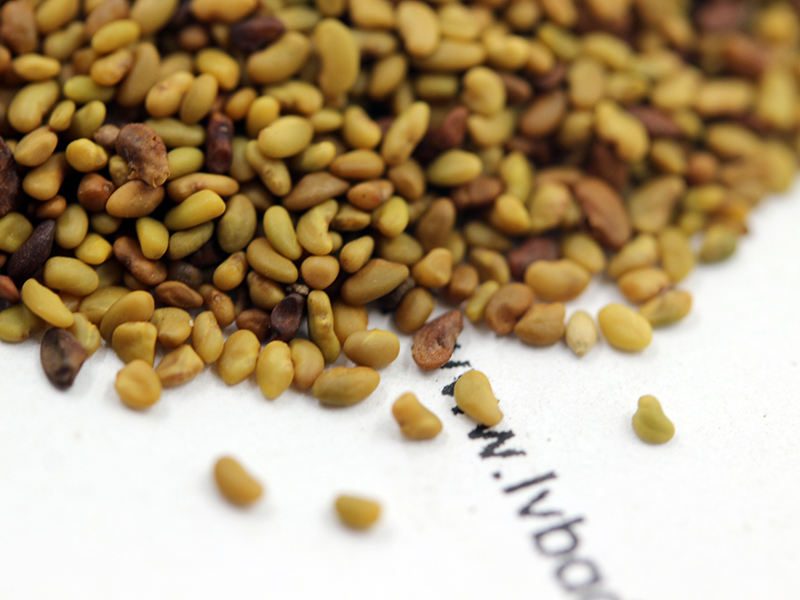 紫花<a href='http://m.gz5835.com/mucaozhongzi/5.html' target='_blank'>苜蓿種子</a>