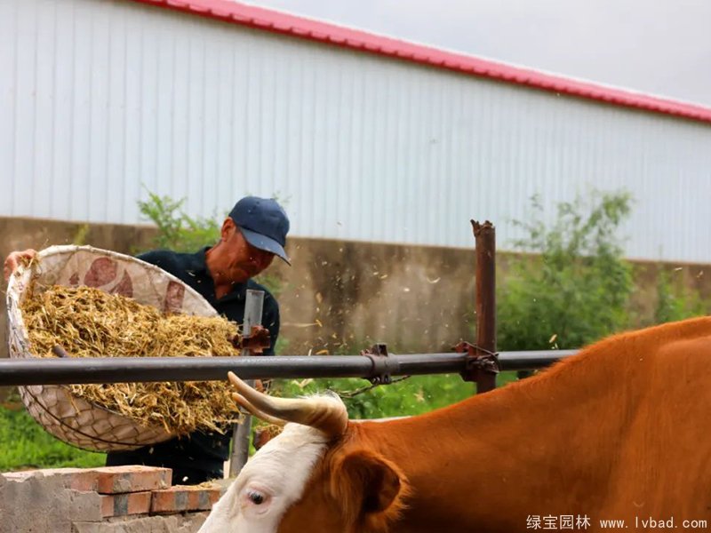 紫花苜蓿青貯發(fā)酵后投喂