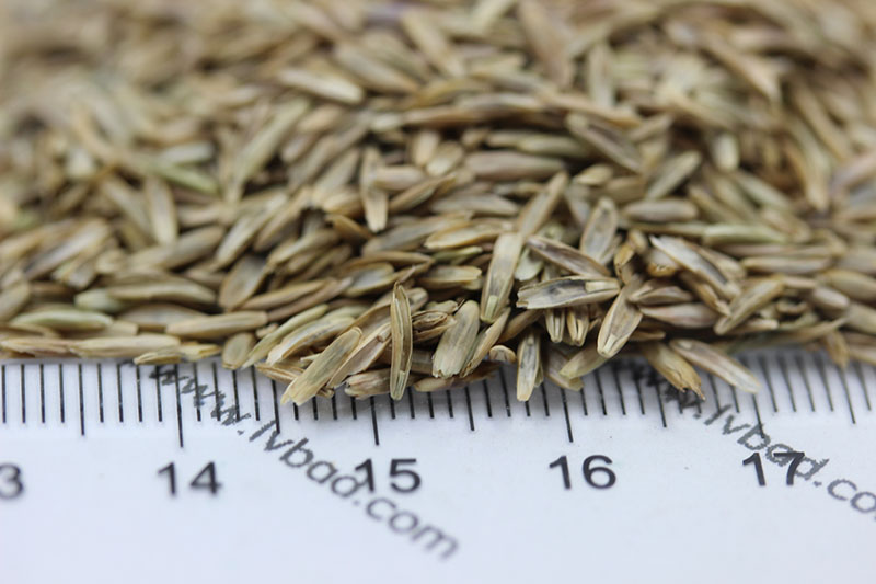 <a href='http://m.gz5835.com/caopingzhongzi/1666.html' target='_blank'>多年生黑麥草種子</a>