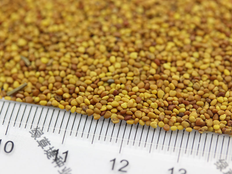 <a href='http://m.gz5835.com/caopingzhongzi/1662.html' target='_blank'>白三葉種子</a>